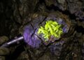 Esqueça o brilho do neon, pois este mineral emite uma fluorescência intensa por conter urânio, sendo um dos exemplares radioativos mais fascinantes da geologia