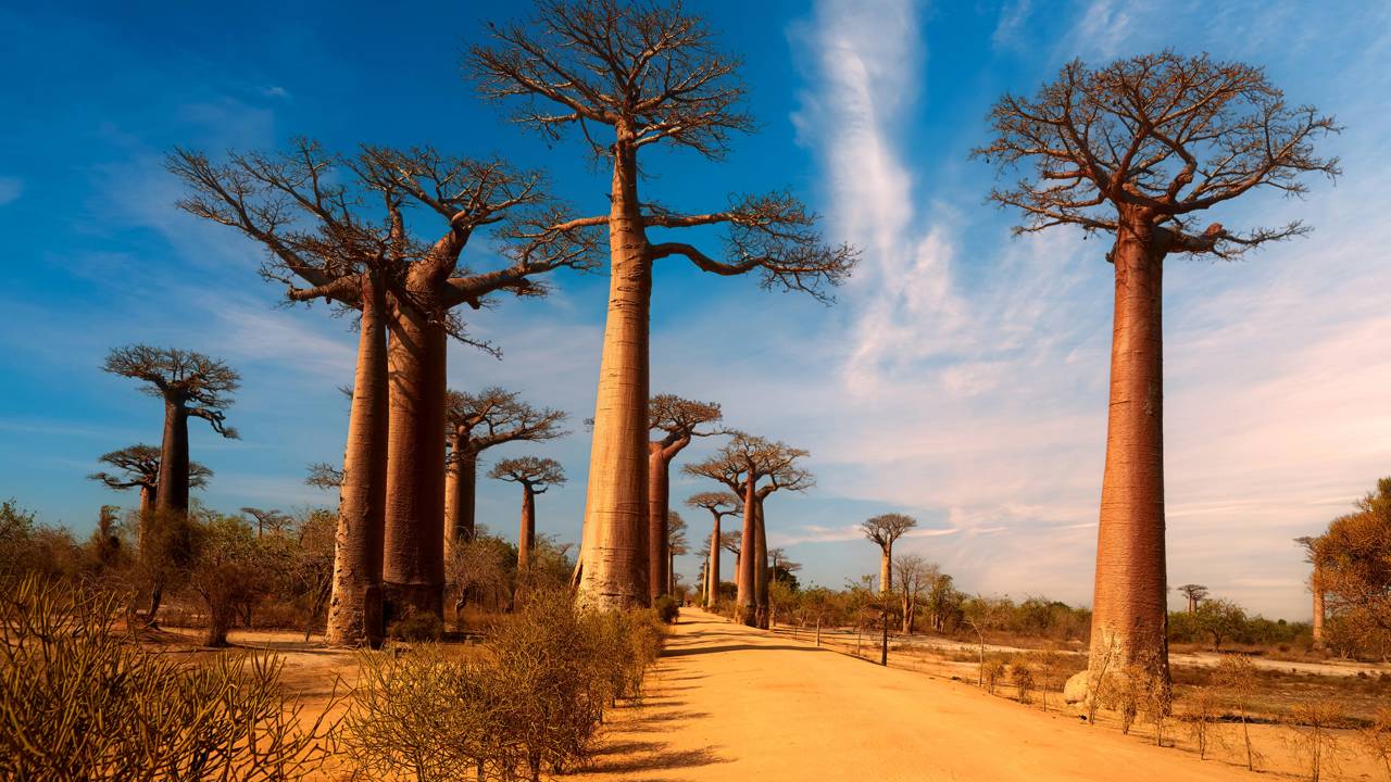 A estrada nacional RN8 é cortada por árvores milenares de 30 metros de altura, criando o corredor natural mais fotografado de Madagáscar
