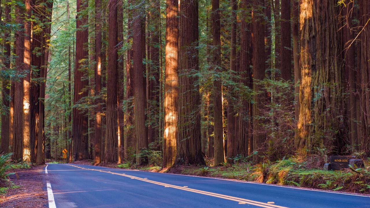Com 51 km de extensão e árvores de 90 metros de altura, a rodovia na Califórnia surge como a rota mais verde e colossal