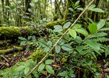 Cientistas provaram que esta trepadeira consegue imitar até folhas de plástico sem nenhum contato físico