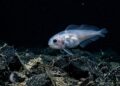 O peixe que vive a 8 mil metros de profundidade e sobrevive a uma pressão que esmagaria qualquer submarino do mundo