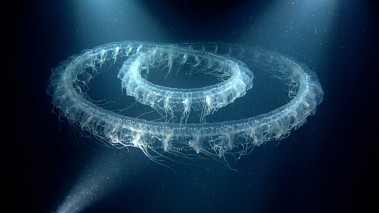 Criatura marinha de 47 metros segue viva nas profundezas desde a época de Napoleão