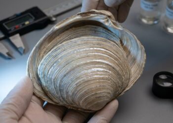 A amêijoa de 507 anos que esconde o registro mais antigo das mudanças climáticas