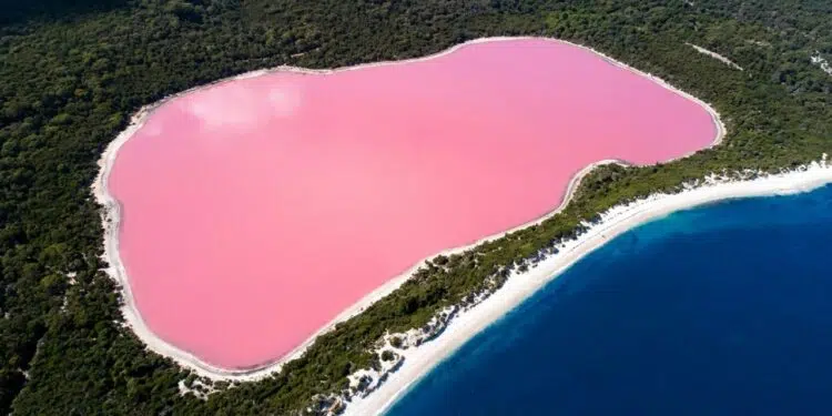 Com 600 metros de extensão, cientistas confirmam que o lago rosa na Austrália ganha sua cor única por causa de microalgas
