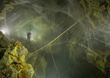 Pesquisadores mapeiam teia de aranha gigante com 106 metros quadrados em caverna inóspita