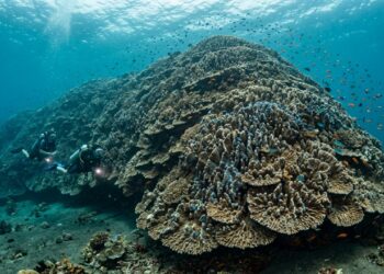 Maior do que uma baleia azul: cientistas descobrem por acaso a mais vasta colônia de corais do mundo, viva e preservada desde o século 16