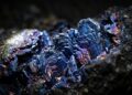 Esqueça o ouro, pois este mineral azul elétrico com 66% de cobre surge como um fenômeno da natureza e o tesouro das minas