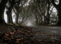 Com árvores plantadas em 1775 formando um túnel natural, a estrada irlandesa surge como um cenário icônico da cultura pop