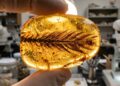 Preservado em uma pedra de âmbar de 99 milhões de anos, um filhote de dinossauro com penas perfeitamente intactas revela detalhes que os fósseis comuns nunca conseguiram mostrar