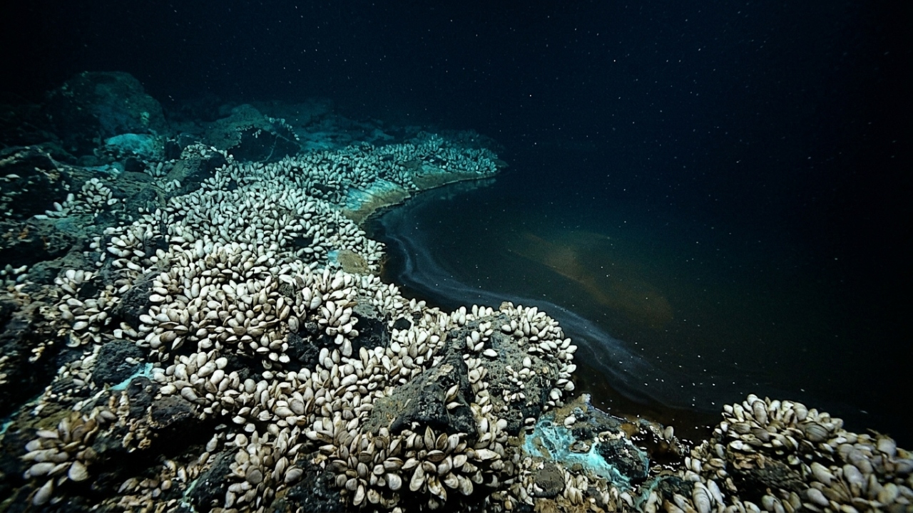 Localizado a 3.000 metros no fundo do oceano, o lago subaquático tóxico que mumifica as suas presas instantaneamente desafia a biologia marinha atual