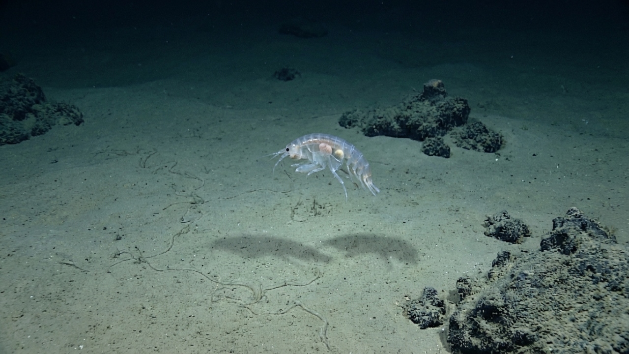 Nas profundezas de 8.000 metros da Fossa das Marianas, uma expedição acaba de identificar 3 novas espécies de peixes que sobrevivem à pressão extrema