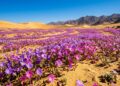 Esqueça os jardins comuns, pois este deserto árido de 105.000 quilômetros quadrados explode em milhares de flores após uma chuva, sendo o maior milagre botânico