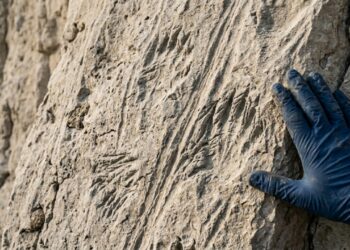 Escaladores acharam por acidente rastros de tartarugas marinhas fugindo de um terremoto há 80 milhões de anos