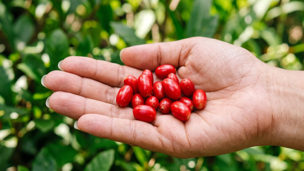 Com uma proteína que transforma o paladar, esta fruta africana faz o limão ter gosto de doce, sendo uma das descobertas mais fascinantes da botânica