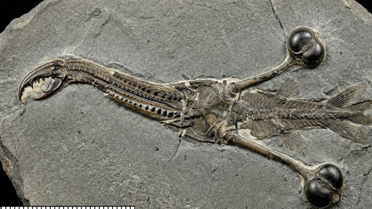 Esqueça os dinossauros comuns, pois este fóssil bizarro de 300 milhões de anos não tem parentes vivos, sendo o maior enigma biológico