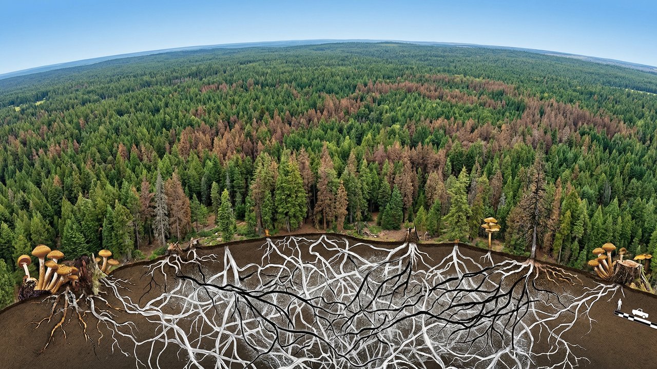 Com 965 hectares de extensão sob o solo, o fungo gigante de 2.400 anos é o maior organismo vivo já mapeado na história da biologia