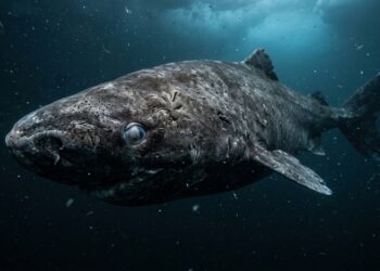 Cientistas confirmaram que tubarões da Groenlândia vivem mais de 400 anos nas águas geladas