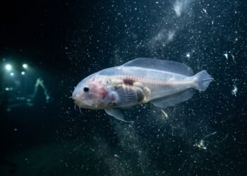 Nas profundezas de 8.000 metros da Fossa das Marianas, uma expedição acaba de identificar 3 novas espécies de peixes que sobrevivem à pressão extrema