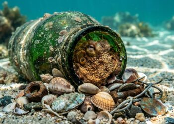 Os polvos da Austrália estão construindo cidades com o nosso lixo e os cientistas ficaram chocados