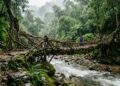 A bioengenharia constata que as pontes tecidas há 500 anos com a técnica indiana de guiar raízes vivas de figueiras não se tornam ruínas apodrecidas pela selva: elas desenvolvem silenciosamente algo que a maioria das estruturas de aço nunca precisou desenvolver, a capacidade orgânica de devorar a humidade e ficar mais inquebráveis a cada ano que passa, sem usar um único pilar de betão