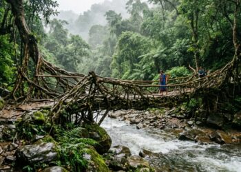 A bioengenharia constata que as pontes tecidas há 500 anos com a técnica indiana de guiar raízes vivas de figueiras não se tornam ruínas apodrecidas pela selva: elas desenvolvem silenciosamente algo que a maioria das estruturas de aço nunca precisou desenvolver, a capacidade orgânica de devorar a humidade e ficar mais inquebráveis a cada ano que passa, sem usar um único pilar de betão