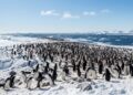 Excremento de pinguins na Antártida está criando nuvens sobre o oceano e cientistas descobrem que o fenômeno é crucial para ajudar a resfriar a Terra