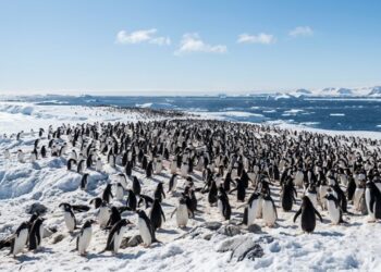Excremento de pinguins na Antártida está criando nuvens sobre o oceano e cientistas descobrem que o fenômeno é crucial para ajudar a resfriar a Terra