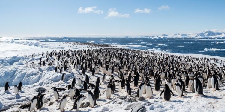 Excremento de pinguins na Antártida está criando nuvens sobre o oceano e cientistas descobrem que o fenômeno é crucial para ajudar a resfriar a Terra