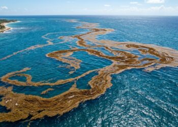 A colossal faixa marrom visível do espaço: cientistas alertam sobre cinturão gigante de algas que se formou no Oceano Atlântico e ameaça as praias