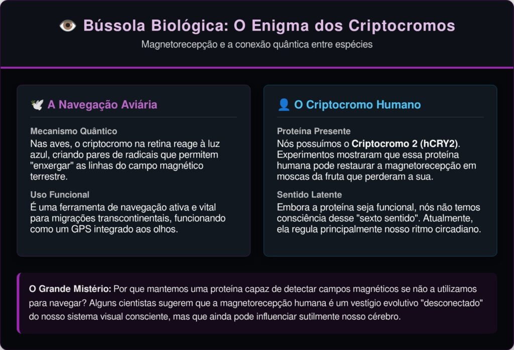 Seu olho tem uma bússola biológica que parou de funcionar, e a ciência acaba de entender o motivo disso