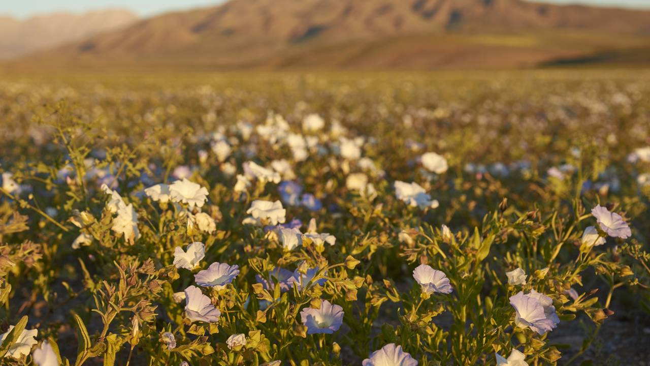 Esqueça os jardins comuns, pois este deserto árido de 105.000 quilômetros quadrados explode em milhares de flores após uma chuva, sendo o maior milagre botânico