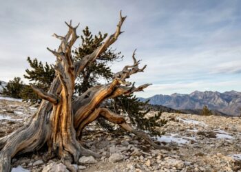 Pinheiro bristlecone milenar nas Montanhas Brancas da Califórnia