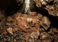 Dente humano antigo preso ao sedimento da Caverna Cobra no Laos
