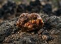 Esqueça os rubis, pois esta pedra vulcânica exibe um jogo de cores flamejante, sendo um fenômeno geológico raro do México