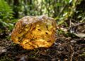 Esqueça o âmbar milenar, pois esta resina fossilizada possui apenas 1 milhão de anos e esconde segredos biológicos únicos da natureza