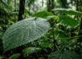 A planta australiana possui pelos urticantes que causam dor extrema por meses e é popularmente apelidada de planta suicida pelo seu efeito neurotóxico
