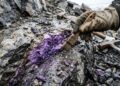 Esqueça a ametista, pois este mineral lilás encontrado na Sibéria surge como uma raridade geológica de textura única