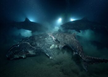 Com 1.629 metros de profundidade e 8 tubarões gigantes, um experimento no mar revelou uma caça rara no escuro