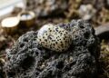 Esqueça o jaspe comum, pois esta rocha manchada com padrões que imitam um cão dálmata é a pedra mais lúdica e curiosa da geologia