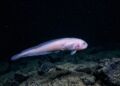 Expedição registra o peixe mais profundo do mundo a mais de 8 mil metros sob a superfície em zona onde a pressão é esmagadora