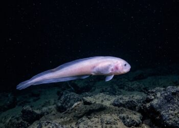 Expedição registra o peixe mais profundo do mundo a mais de 8 mil metros sob a superfície em zona onde a pressão é esmagadora