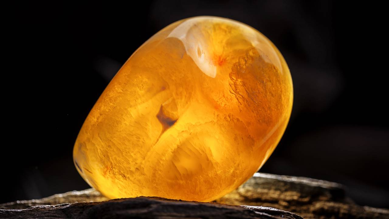 Esqueça o âmbar milenar, pois esta resina fossilizada possui apenas 1 milhão de anos e esconde segredos biológicos únicos da natureza 