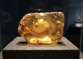 Cauda de dinossauro com penas preservada em âmbar