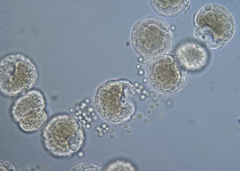 O revolucionário microrrobô biológico de menos de 1 mm criado em 2020 com células de rã que consegue se mover e se curar de forma autônoma