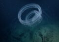 Sifonóforo gigante brilha em espiral nas profundezas de Ningaloo