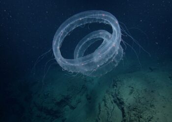 Sifonóforo gigante brilha em espiral nas profundezas de Ningaloo