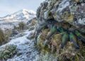 Beija-flores-do-Chimborazo fazem ninhos juntos em encosta fria do vulcão