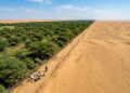Grande Muralha Verde africana para conter o avanço do deserto do Saara