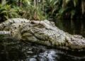 Henry, o crocodilo do Nilo mais velho do mundo, tem 125 anos e ainda não parou de crescer