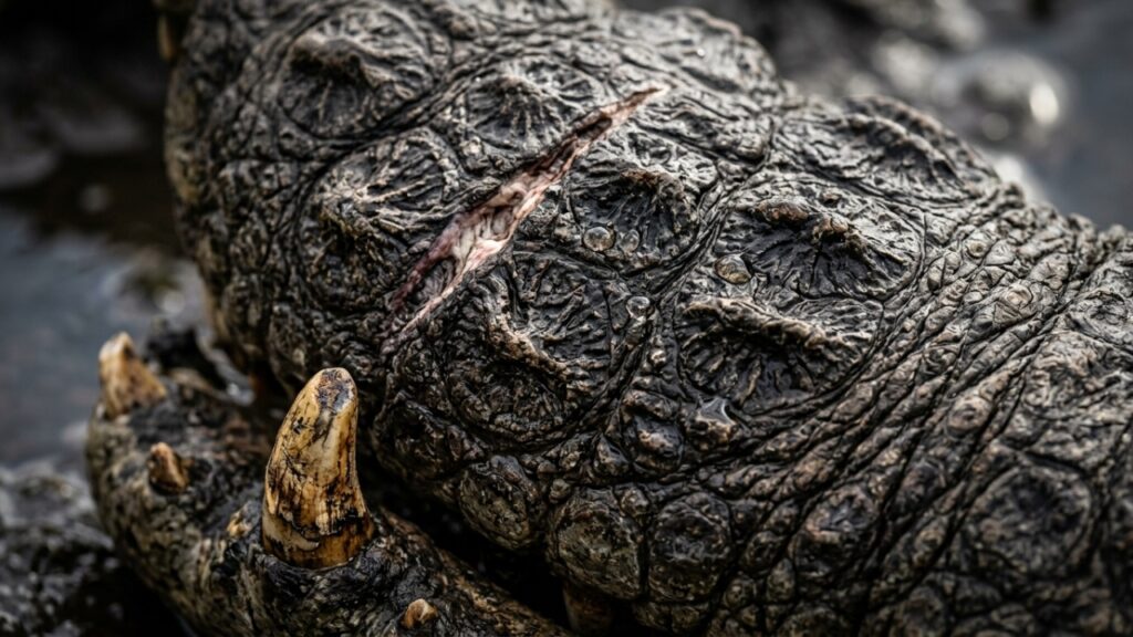 Henry, o crocodilo do Nilo mais velho do mundo, tem 125 anos e ainda não parou de crescer